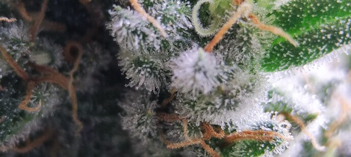 Growreport Bild 25