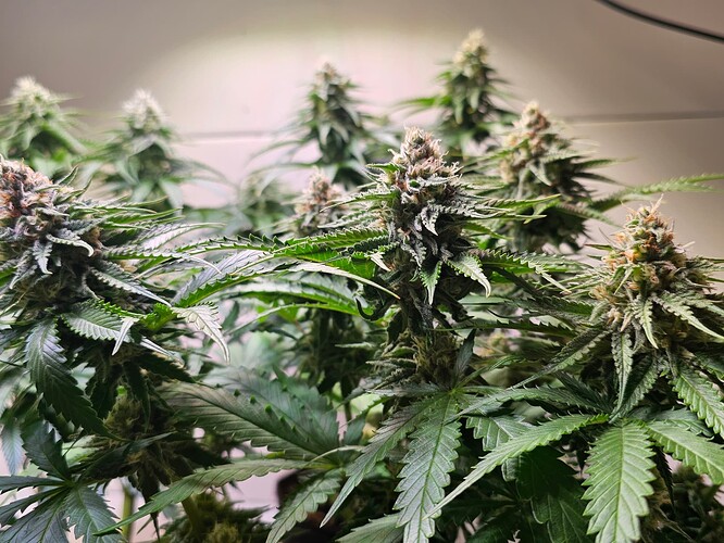 Growreport Bild 28