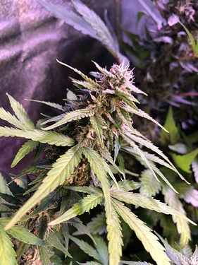 Growreport Bild 32