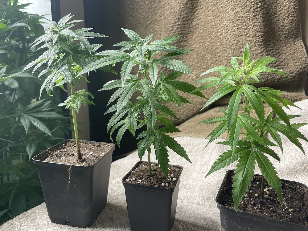 - Beendet - Monstercropping II, NDL 400Watt, ScroG🤪