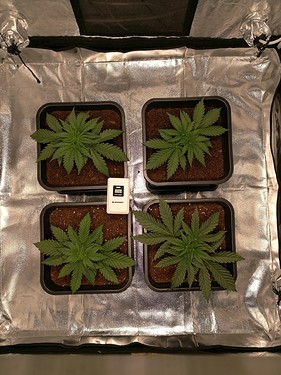 Growreport Bild 2