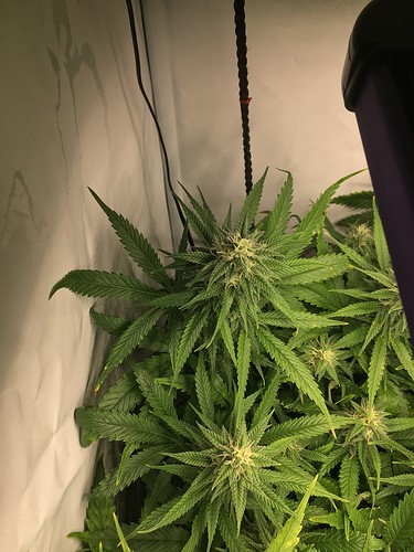 Growreport Bild 18