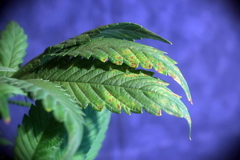 Growreport Bild 18
