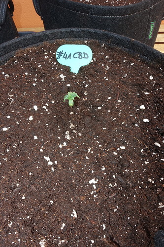 Growreport Bild 11
