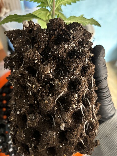 Growreport Bild 151