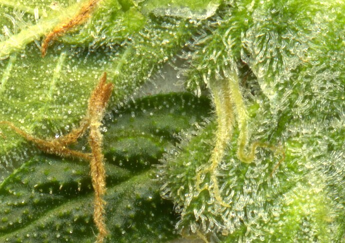 Gorilla_Trichome220714