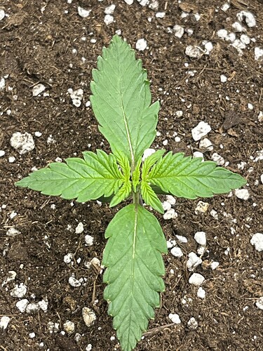 Growreport Bild 23