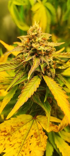 Growreport Bild 1