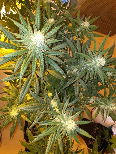 Growreport Bild 25