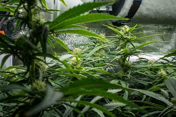 Growreport Bild 4
