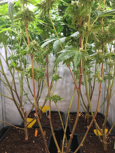 Growreport Bild 5