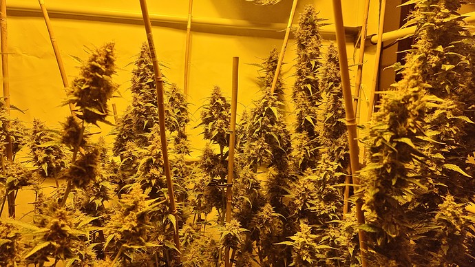 Growreport Bild 12