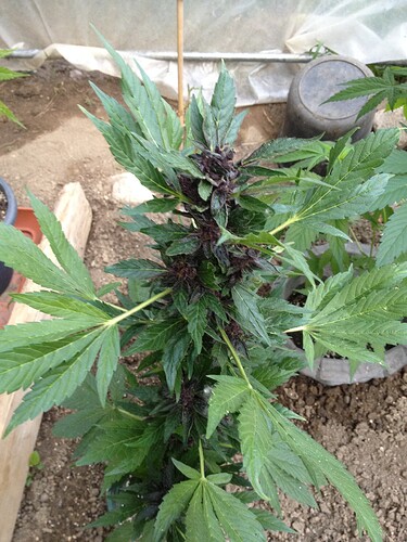 Growreport Bild 25