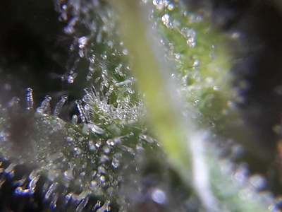 Growreport Bild 11
