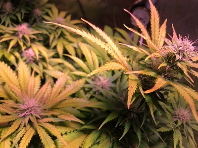 Growreport Bild 10