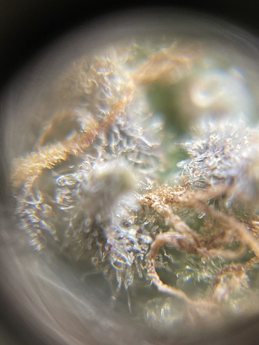 Growreport Bild 2