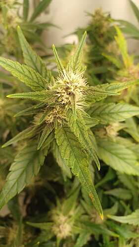 Growreport Bild 3