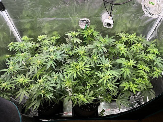 Growreport Bild 28