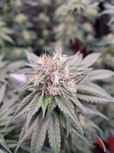 Growreport Bild 13