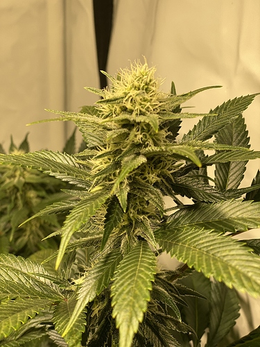 Growreport Bild 1
