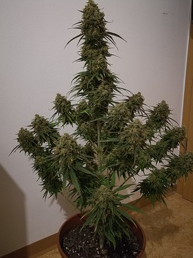 Growreport Bild 27