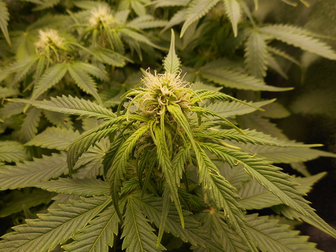 Growreport Bild 15
