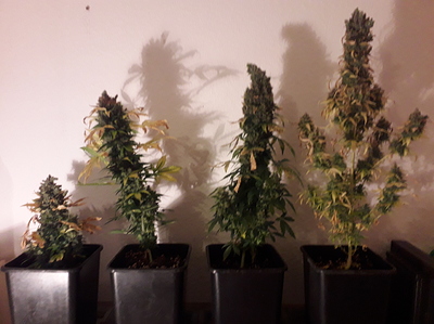 Growreport Bild 1