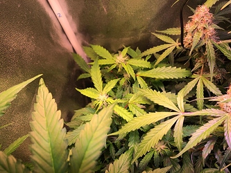 Growreport Bild 41