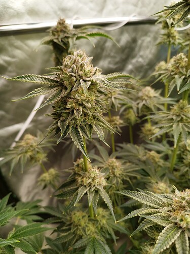 Growreport Bild 23