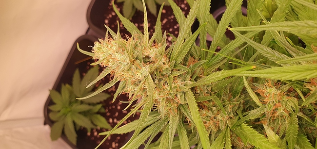 Growreport Bild 6