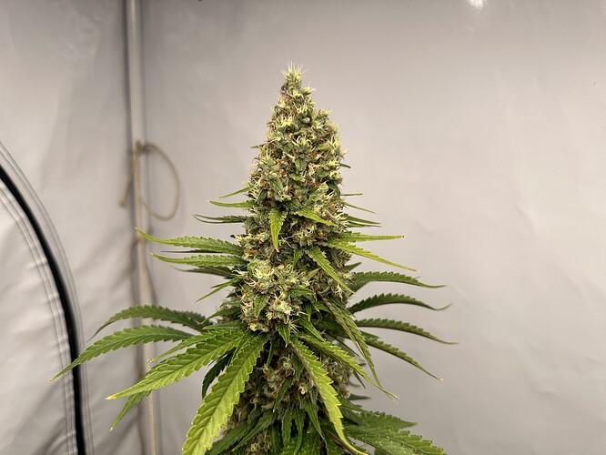 Growreport Bild 8