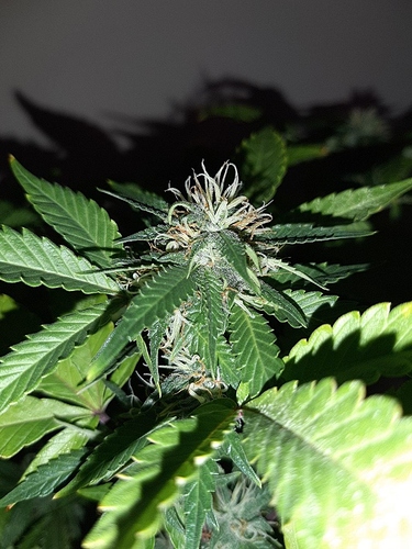 Growreport Bild 9
