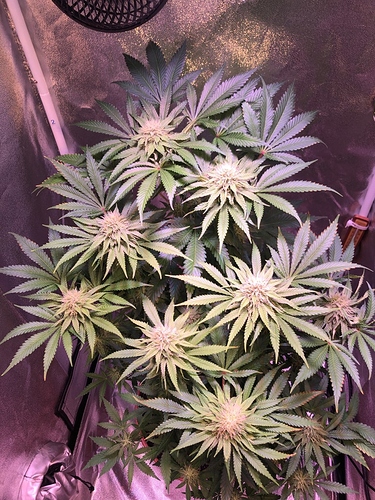 Growreport Bild 16