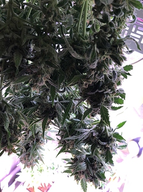 Growreport Bild 41