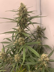 Growreport Bild 3