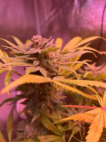 Growreport Bild 5