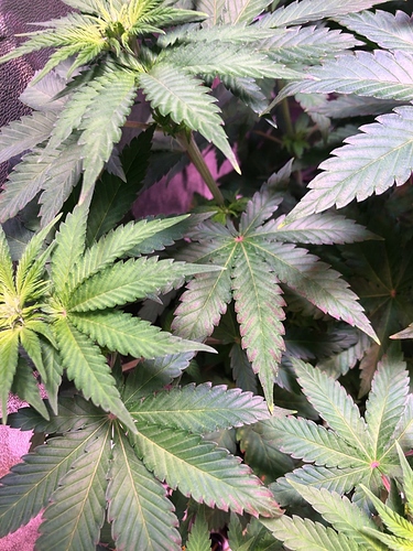 Growreport Bild 25