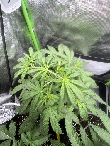 Growreport Bild 13