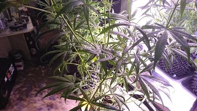 Growreport Bild 17