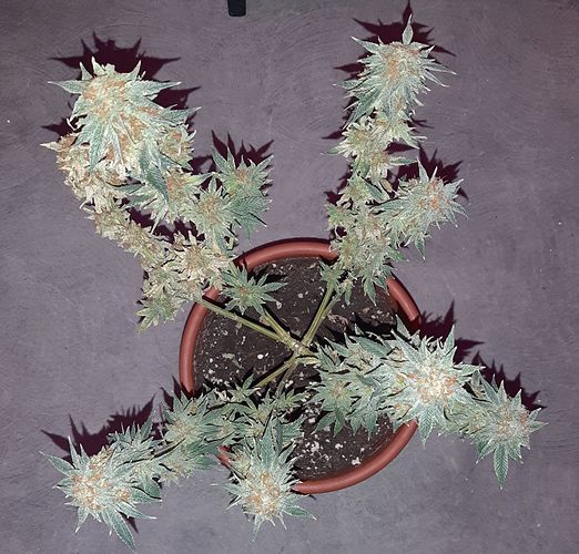 Growreport Bild 5