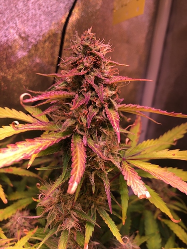 Growreport Bild 4
