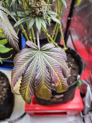 Growreport Bild 21