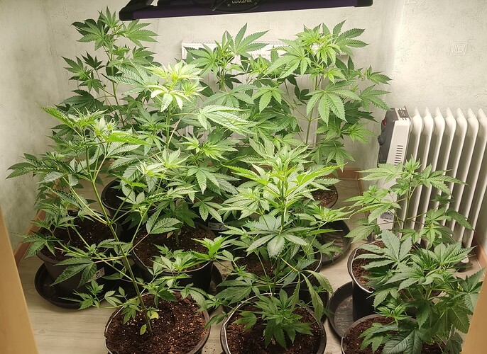 Growreport Bild 1
