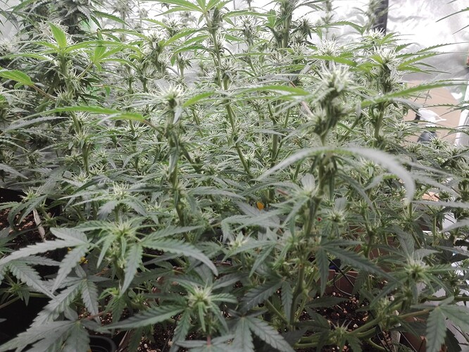 Growreport Bild 20