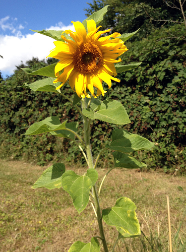 SonnenblumeBlueht_02