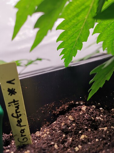 Growreport Bild 15