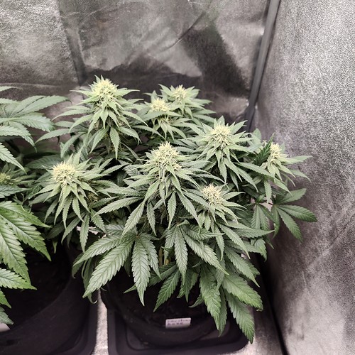 Growreport Bild 3