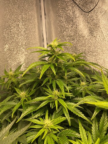 Growreport Bild 6