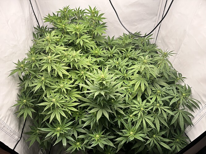 Growreport Bild 10