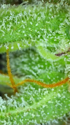 Growreport Bild 108